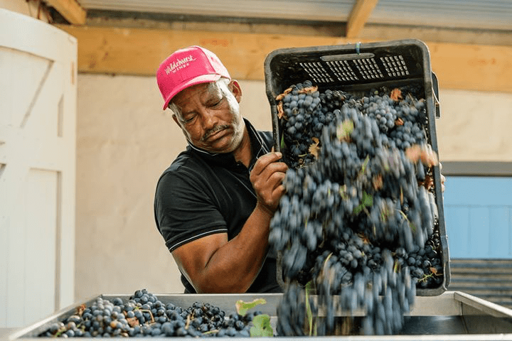 Südafrikanische Weine und Olivenöl - Wine Tasting bei Wildehurst