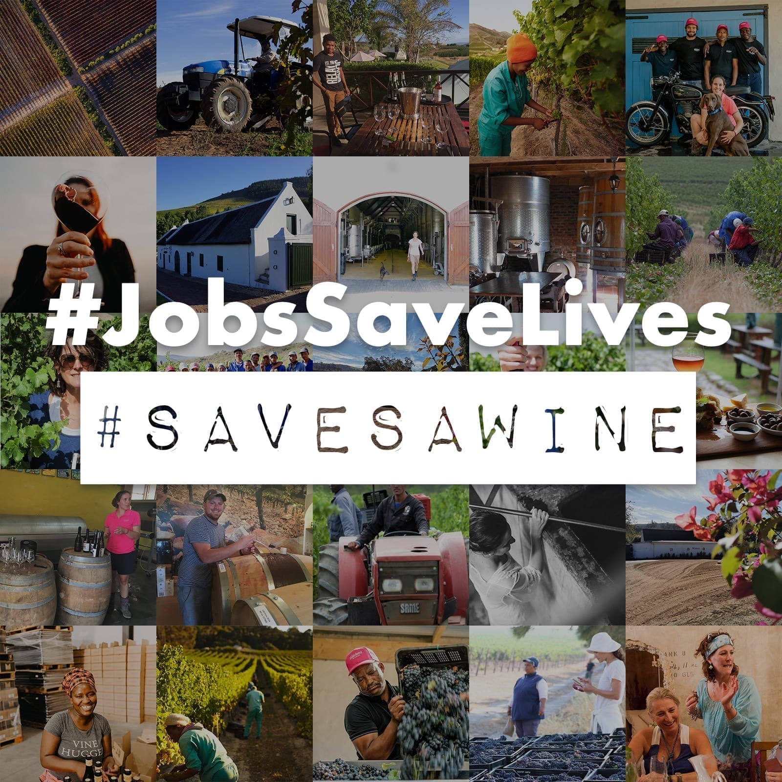 Südafrikanische Weine und Olivenöl - Südafrikanische Weine und Olivenöl - Save SA Wine Kampagne